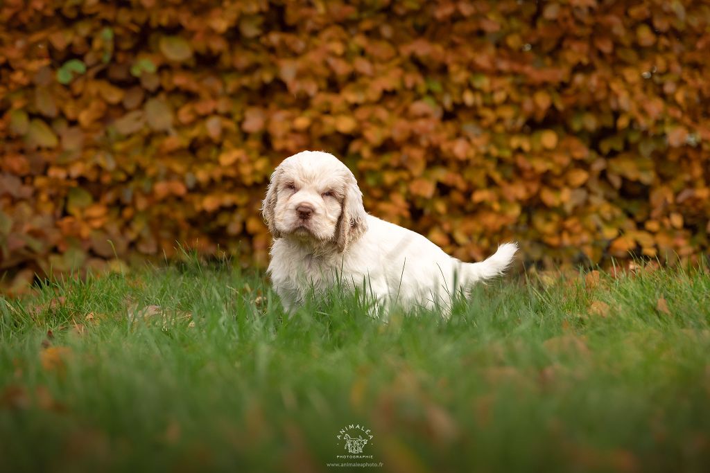 Hobivanna - Chiot disponible  - Clumber Spaniel