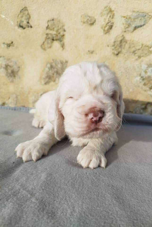 Hobivanna - Chiot disponible  - Clumber Spaniel