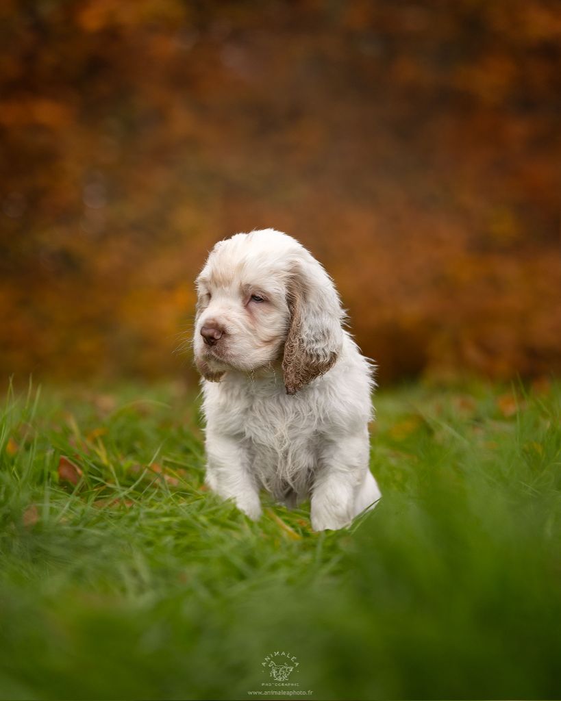 Hobivanna - Chiot disponible  - Clumber Spaniel