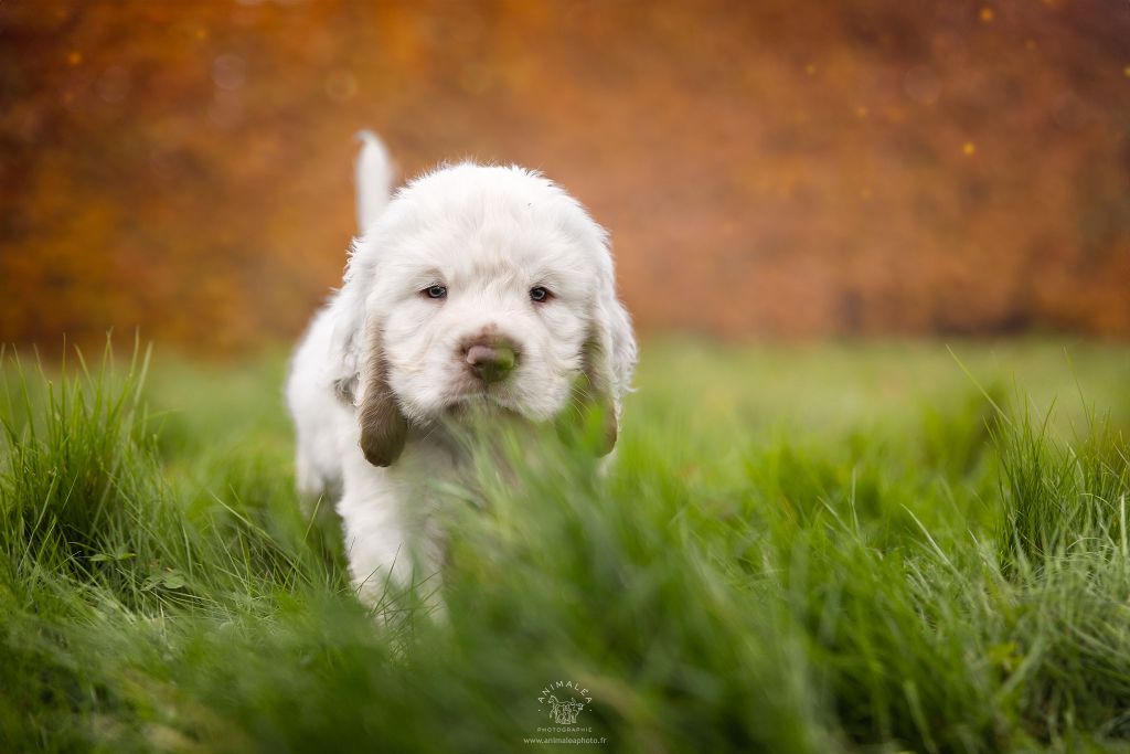 Hobivanna - Chiot disponible  - Clumber Spaniel