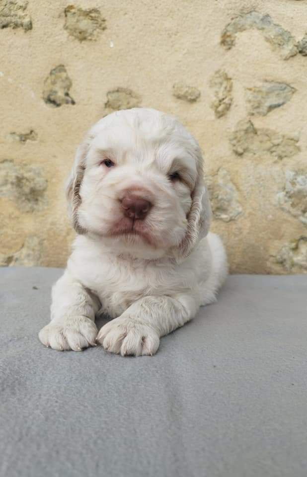 Hobivanna - Chiot disponible  - Clumber Spaniel