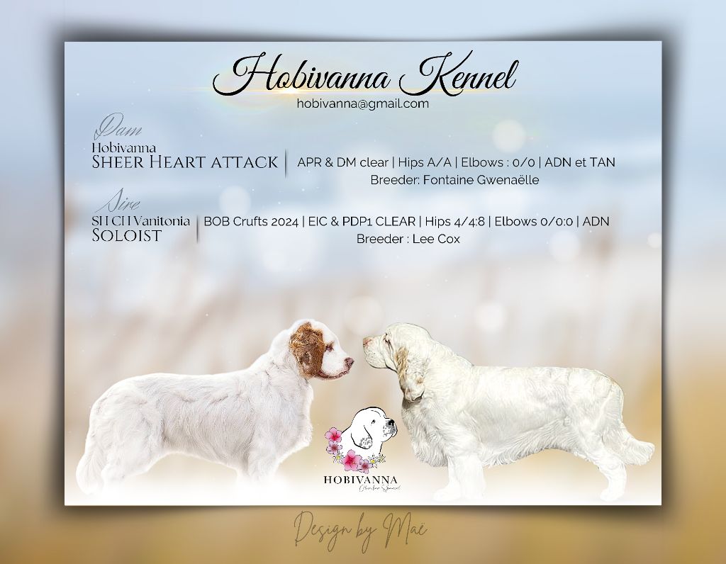 chiot Clumber Spaniel Hobivanna