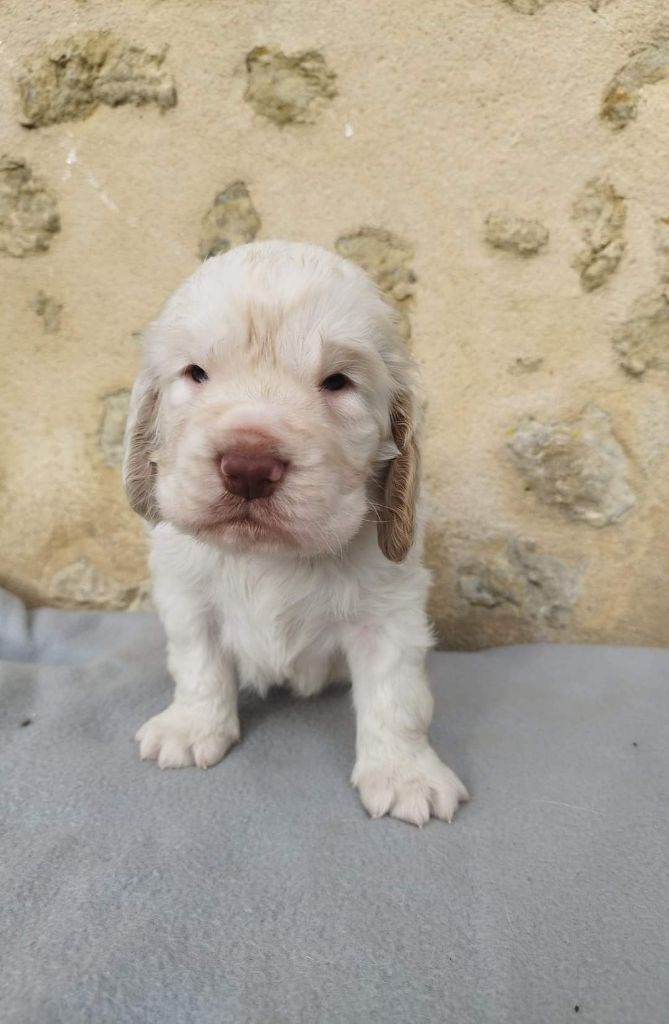 Hobivanna - Chiot disponible  - Clumber Spaniel