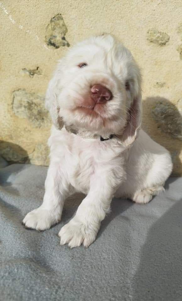 Hobivanna - Chiot disponible  - Clumber Spaniel