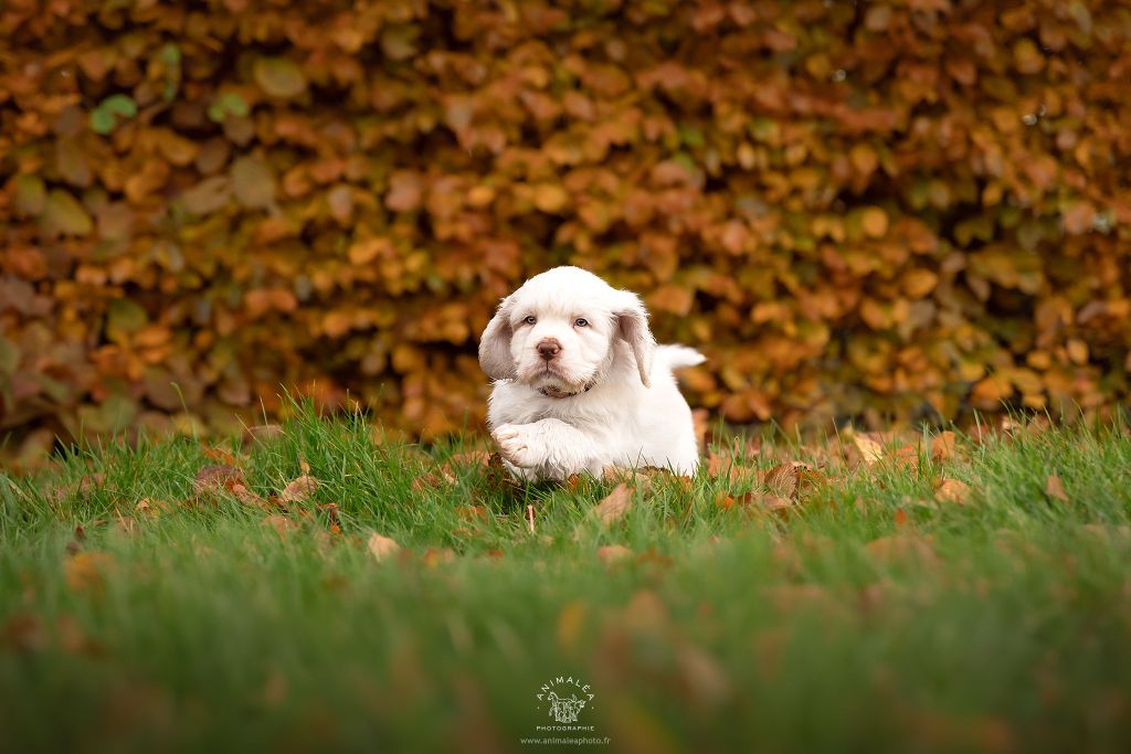 Hobivanna - Chiots disponibles - Clumber Spaniel