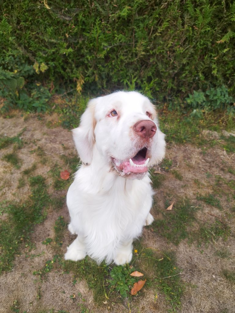 Hobivanna - Chiots disponibles - Clumber Spaniel